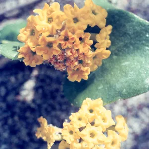 Abronia latifolia