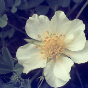 Fragaria chilensis