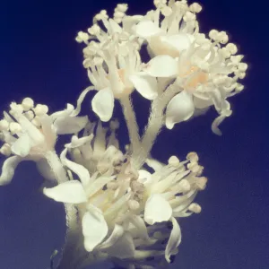 Whipplea modesta 