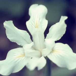 Iris douglasiana