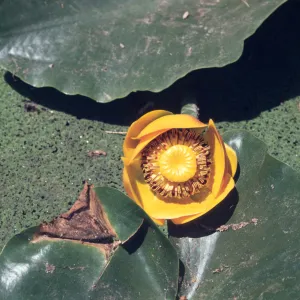 Nuphar polycephalum