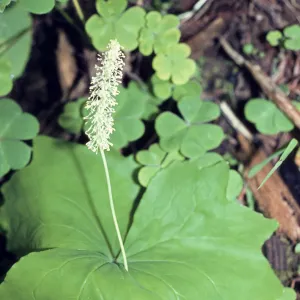 Aclys triphylla