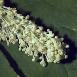 Achlys triphylla