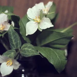 Trillium rivale