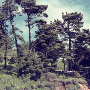 Pt Reyes, Bishop Pine