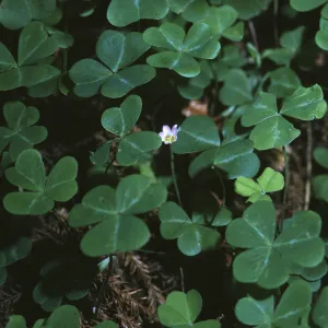 Oxalis oregana