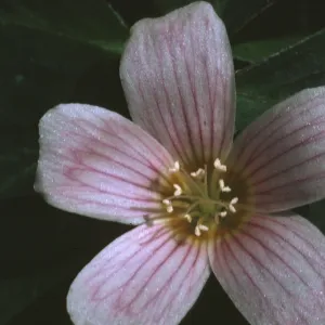 Oxalis oregana