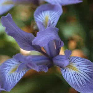 Iris douglasiana 