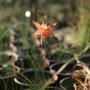 Cultivated Plants, SBBG propagation plants (Dara Emery)