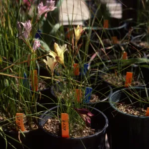 Cultivated Plants, SBBG propagation plants (Dara Emery)
