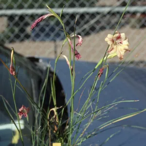 Cultivated Plants, SBBG propagation plants (Dara Emery)