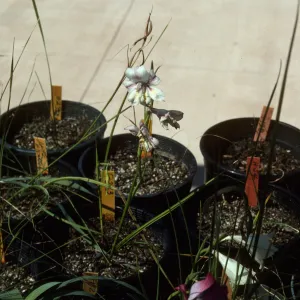 Cultivated Plants, SBBG propagation plants (Dara Emery)