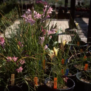 Cultivated Plants, SBBG propagation plants (Dara Emery)
