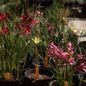 Cultivated Plants, SBBG propagation plants (Dara Emery)