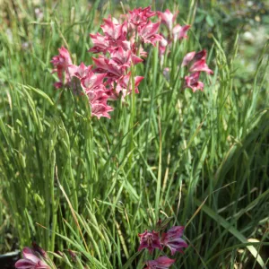 Cultivated Plants, SBBG propagation plants (Dara Emery)