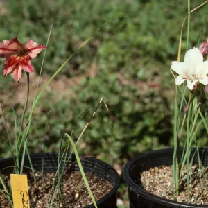 Cultivated Plants, SBBG propagation plants (Dara Emery)