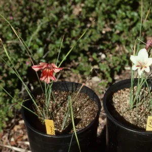 Cultivated Plants, SBBG propagation plants (Dara Emery)