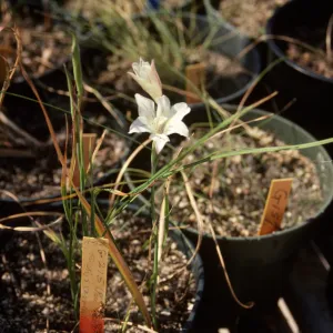 Cultivated Plants, SBBG propagation plants (Dara Emery)