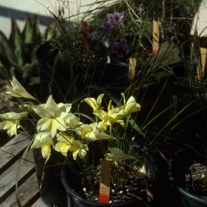 Cultivated Plants, SBBG propagation plants (Dara Emery)