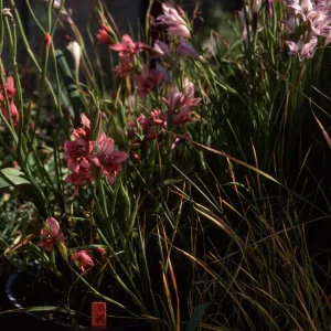 Cultivated Plants, SBBG propagation plants (Dara Emery)