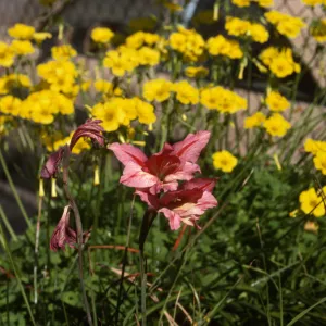 Cultivated Plants, SBBG propagation plants (Dara Emery)