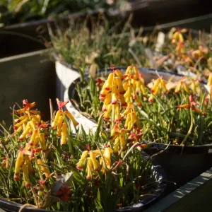 Cultivated Plants, SBBG propagation plants (Dara Emery)