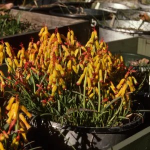 Cultivated Plants, SBBG propagation plants (Dara Emery)