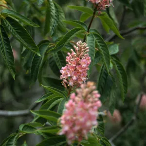 Aesculus 'Canyon Pink', Manzanita Section