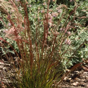 Aristida purpurea, SBBG
