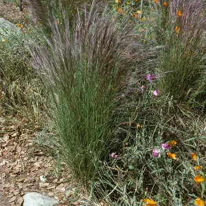 Aristida purpurea, SBBG