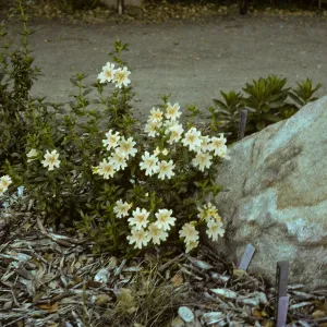 Diplacus bifidus, SBBG Meadow