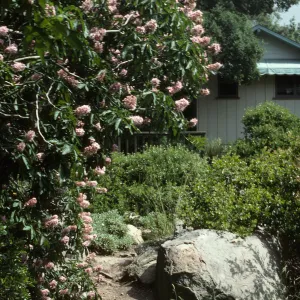 Aesculus 'Canyon Pink', Manzanita Section