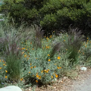 Aristida purpurea, SBBG Meadow