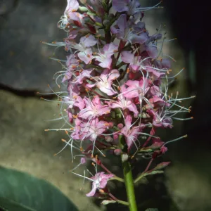 Aesculus 'Canyon Pink', Manzanita Section