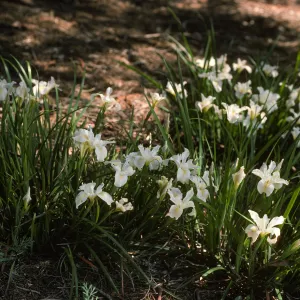 Iris 'Canyon Snow'