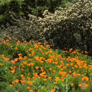 poppies and other Spring wildflowers, Porter Trail