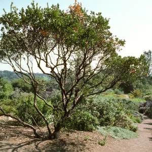 Porter Trail (Manzanita)