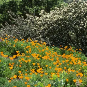 Porter Trail in bloom, wildflowers
