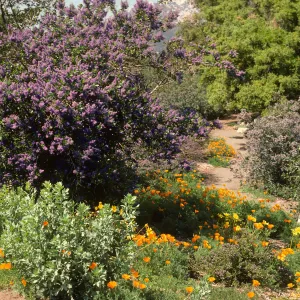 Porter Trail in bloom, wildflowers