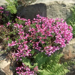 A bush covered in long, bright pink, cup-shaped flowers growing between large rocks. 
