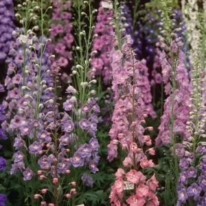 Multiple tall, cone shaped clusters of small pink and purple flowers.