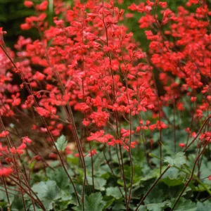 Heuchera cv. Canyon Belle, SBBG cultivar, Plant Introduction Program