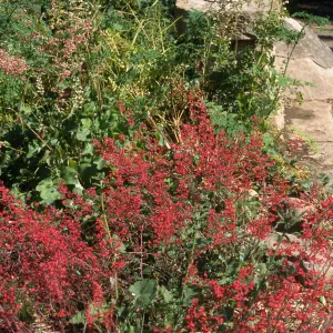 Heuchera cv. Canyon Belle, SBBG cultivar, Plant Introduction Program