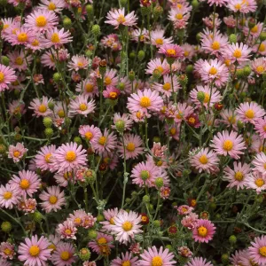 Lessingia filaginifolia cv. Silver Carpet, SBBG cultivar, Plant Introduction Program