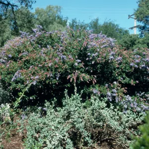 Ceanothus cv. Wheeler Canyon, SBBG cultivar, Plant Introduction Program