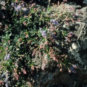Ceanothus cv. Wheeler Canyon, SBBG cultivar, Plant Introduction Program