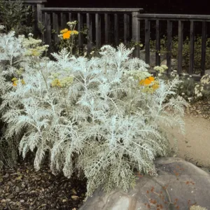 Eriophyllum cv. Canyon Silver in bloom, SBBG cultivar, Plant Introduction Program