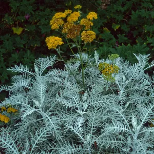 Eriophyllum nevinii cv. Canyon Silver in bloom, SBBG cultivar, Plant Introduction Program
