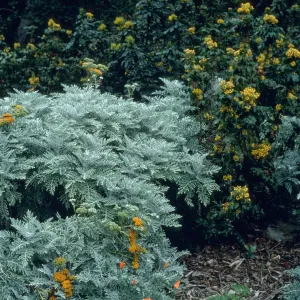 Eriophyllum nevinii cv. Canyon Silver, Mahonia aquifolium, SBBG cultivar, Plant Introduction Program