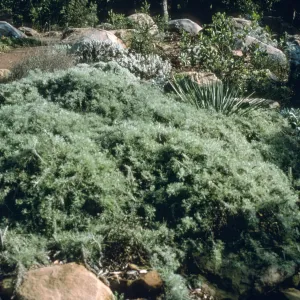 Artemisia cv. Canyon Gray, SBBG Manzanita Section, SBBG cultivar, Plant Introduction Program